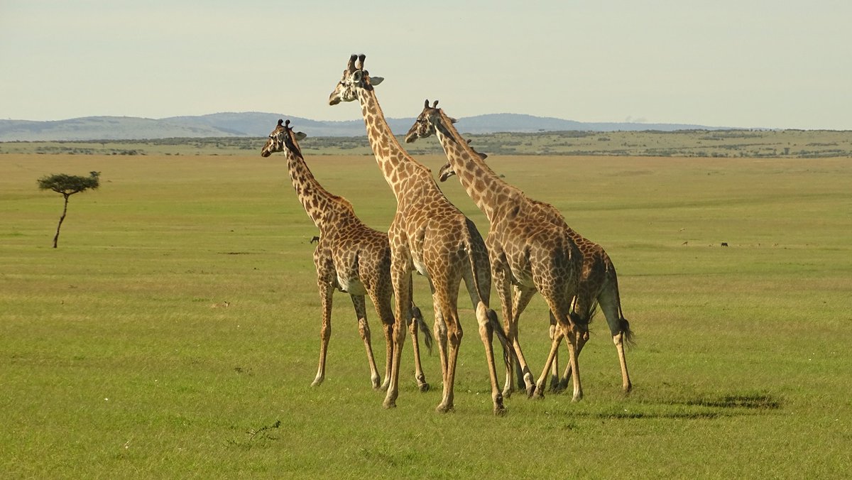 MWEMAJOSPHAT's tweet photo. #Nairobi #nairobinationalpark #dancomtours #kenyasafariholidaytours https://t.co/5eqgdOEZMy
