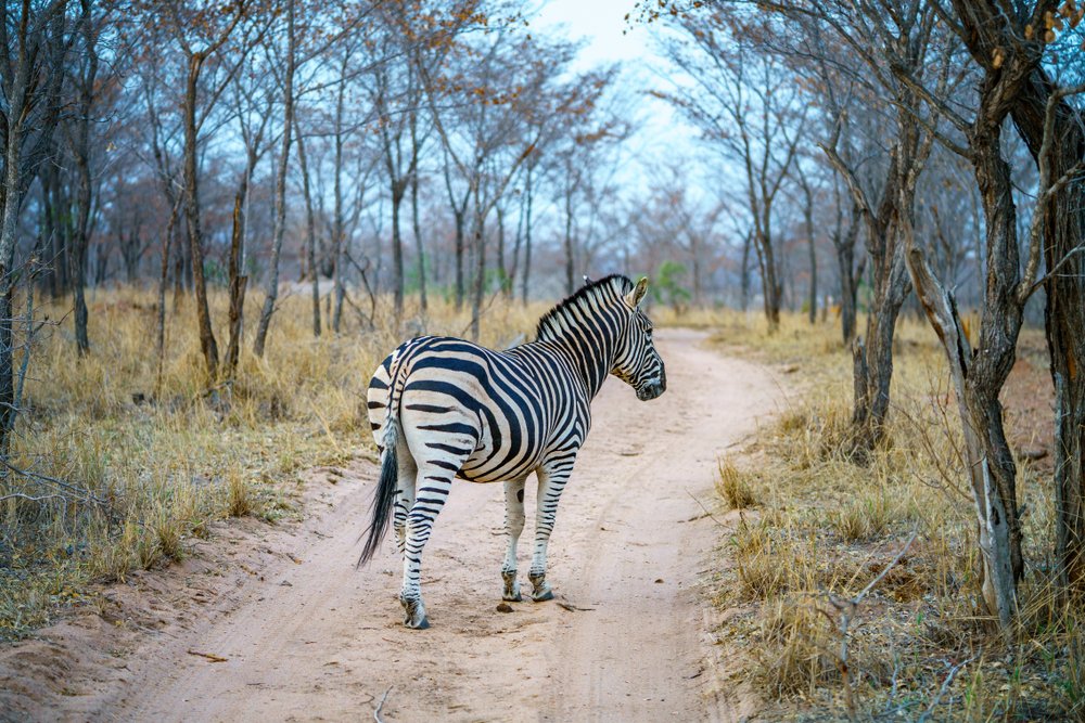TourvestDM's tweet image. For now, it's best to enjoy the beauty of #SouthAfrica's bushveld from home. 🐾🦓

A stunning #zebra capture in the #KrugerNationalPark. 😍

📸 christian_b

#DreamNowTravelLater #TravelTomorrow #TheWorldWillTravelAgain #Wildlife #Zebra @GoToSouthAfrica @SANParks @SANParksKNP