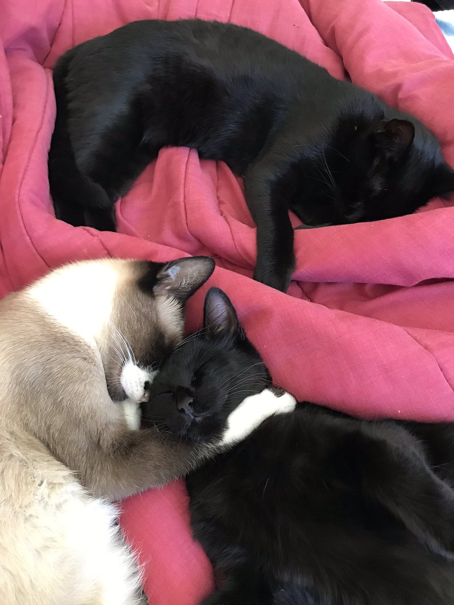 vampsgotico's tweet photo. @otakaisolada1 sim eh jsso mesmo eu sou a doida dos gatos https://t.co/nQ5aY1RlZd