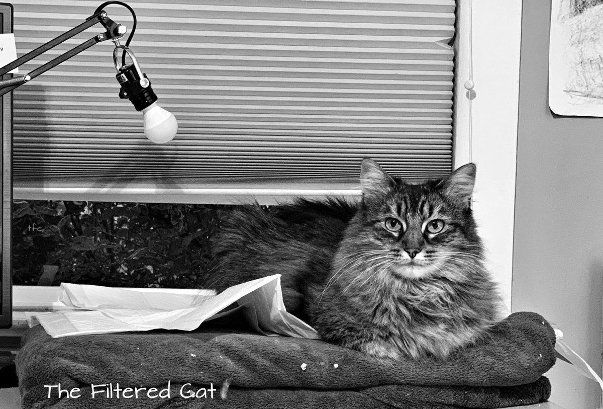 FilteredCat's tweet image. This is a client kitty. Her name is Tabbytha. I make my living as a cat sitter. Tabbytha, and her kitty partner, Maggie, are the only cats I have to visit right now. Usually, I have 6 to 12 stops per day. Mass cancellations in March. A few weekend jobs since. Bleak future. Darn.