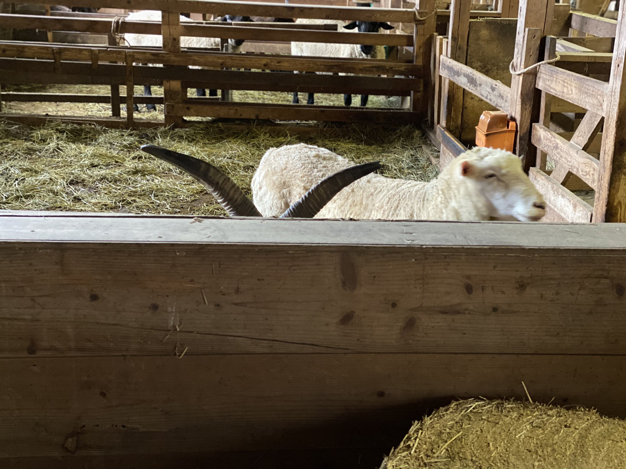 まかいの牧場 公式 山羊のお姉さん これ誰のツノ ヒントは羊の家にいる4本角の強そうな羊さん 正解は リプ欄に投稿します あ 見たことあるな って方は考えてから見てみてください 突然の問題 誰のツノ 答えはリプ欄 T Co