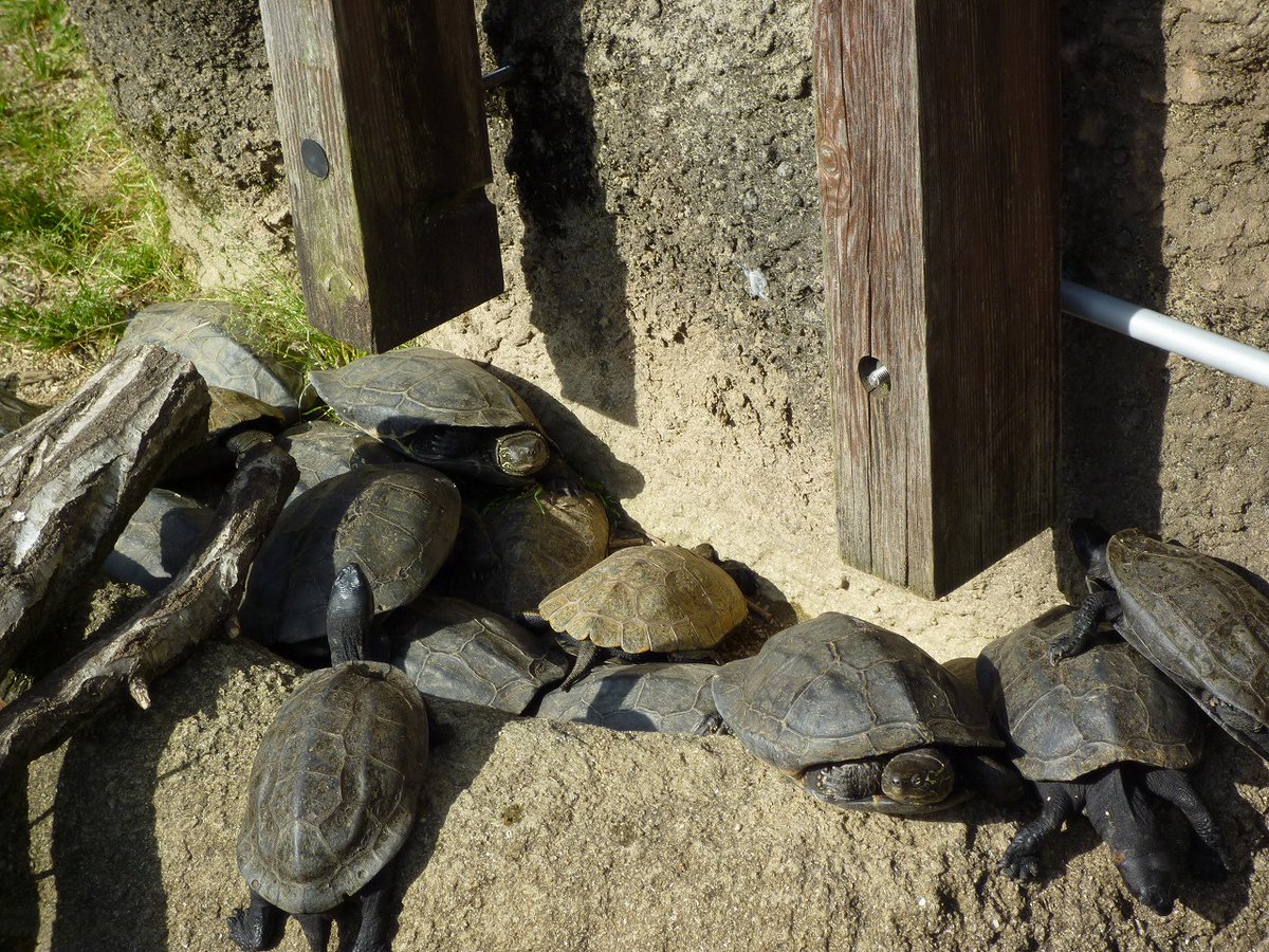 カメたちの日光浴ちょっと密集 密接過ぎてるよー Asazoo ニホンイシガメ クサガメ アカミミガメ 休園中の動物園水 05 11 安佐北区の動植物園 水族館 広島市安佐動物公園 まいにちを豊かに りっち