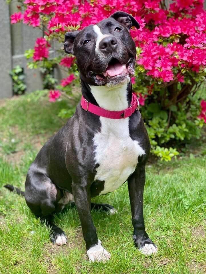 MtVernonAnimals's tweet photo. Laura is still looking for a foster or adopter. She is around 5 years old and loves people but doesn’t care for dogs or cats. She is a snuggle bunny and housetrained and fully vetted. Please call or email the shelter at (914)665-2444 or mtvernonanimalshelter@gmail.com https://t.co/Cc67UACiPg