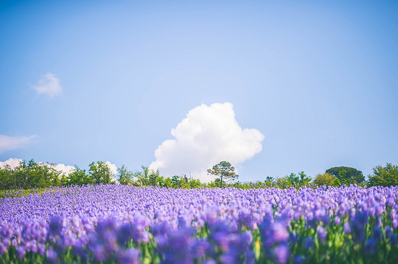 leonardomanetti's tweet photo. Buongiorno... Goodmorning @ManettiVino #giaggioli #iris #giardinoiris #greveinchianti #firenze #chianti #valdarno #primavera #irisloom #spring https://t.co/M1hjFDvGdy