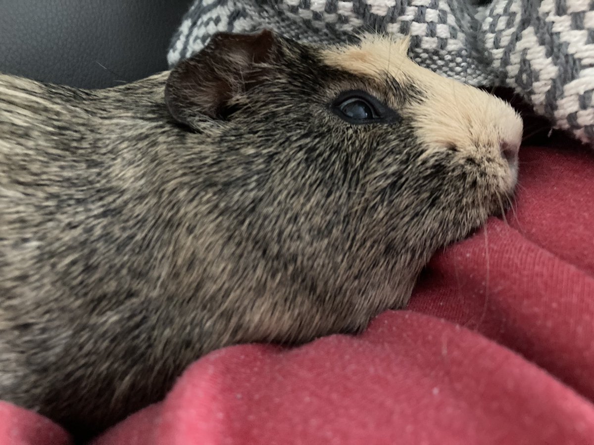 badgerbumble's tweet photo. Is it Monday already? #5moreminutes #WFHpiggy #googlysnoozyeye #cuddlepig https://t.co/AzTuSoyMrx