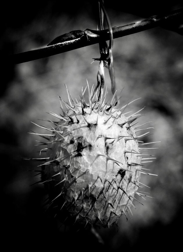 Congratulations to Salisbury’s Artist of the Week, Ryan!  Wonderful Still Life Photography! <a href="/SalComp/">Salisbury Composite</a> <a href="/eips/">Elk Island Public Schools</a> <a href="/ShPk_News/">Sherwood Park News</a>