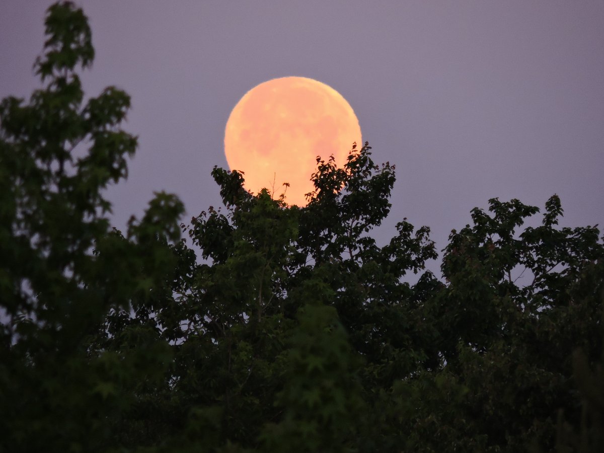 JosephHill3794's tweet photo. Supermoon🌕
#May2020
Photo By: Joseph Hill🙂📸🌕
#supermoon🌕 #fullmoon🌕 #moon🌕 #PinkMoon🌕 #pinkmoon2020🌕 #moonlight #Dawn #morning #sky #trees #lookingup #beautiful #spectacular #Wow #awesome #peaceful #Spring #DayBreak #FullMoonOfMay🌕 #Supermoon2020🌕 #VassNC #May https://t.co/SBmZuHxW15