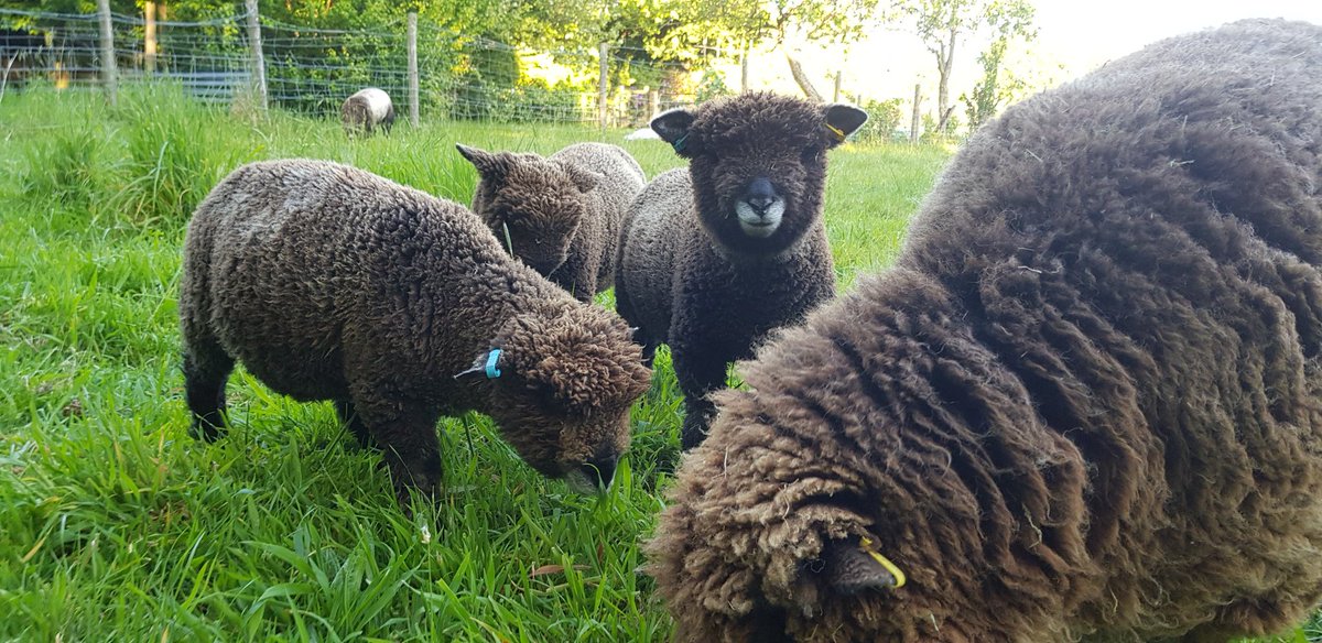 Ewellery Jewellery is happy to have its Coloured Ryeland wool producers in the New Forest as well as Devon. We're using lockdown to create bespoke jewellery &amp; caring for our flock &amp; running #ryelandspirits. #ewelleryjewellery #handmade  #designerjewellery #lymington #newforest