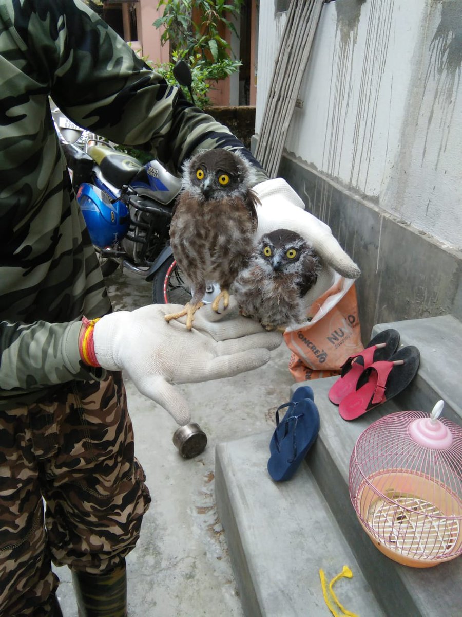 SPOAR_India's tweet photo. Two brown hawk owl chics were thrown out of a coconut tree while harvesting. SPOAR Coochbehar team rescued the babies and handed over to the forest department. They're doing well. We can own trees but they're also shelter to many living creatures. https://t.co/96HzRoxe7Q