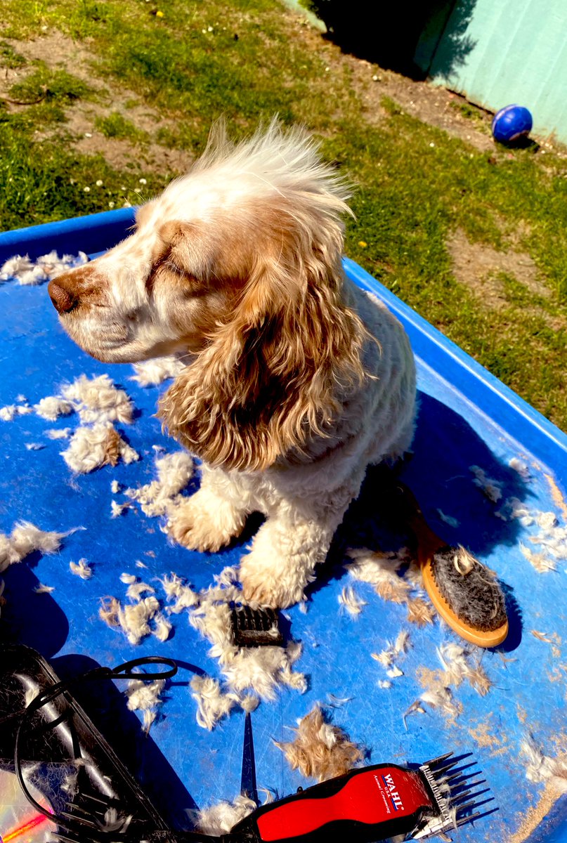 MissB_teaching1's tweet photo. @loosewomen Coco during her home grooming session! Ended up with her having lines and fluffy paws 🐾 https://t.co/g0vC7OkzQK