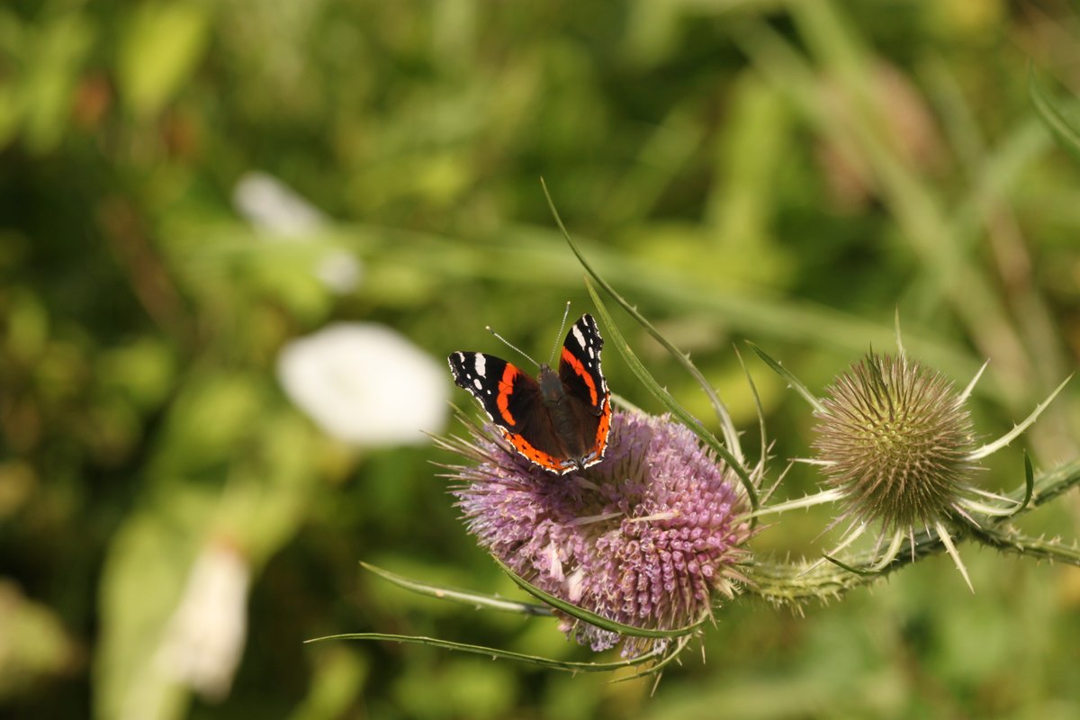FarmWildlifeUK's tweet photo. #InsecticideFree farming is bigger and easier than you think + what a difference it makes to nature🦋
What farmers out there are taking this approach? We want to hear from you! @NFFNUK @agricology
Follow the story of one farmer after 5yrs #NoInsecticides https://t.co/MRy91CX7au https://t.co/QMjdCnYXsG