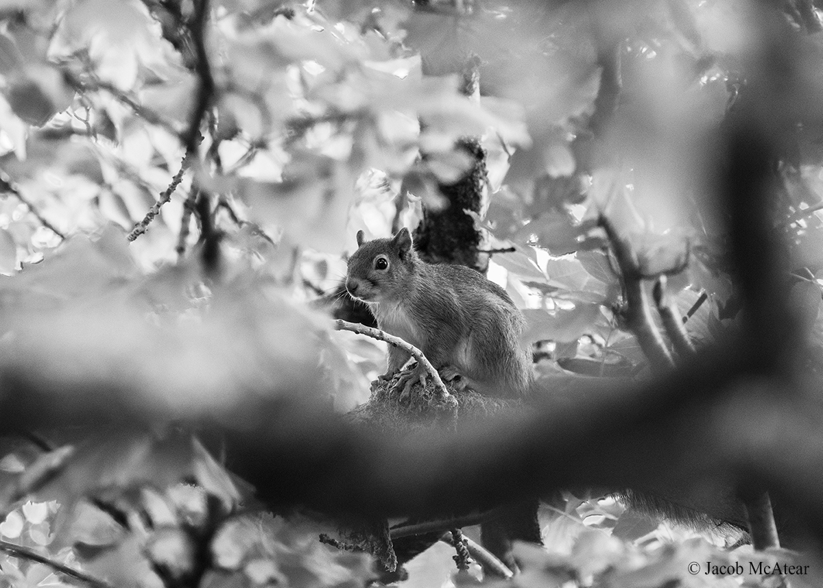 JacobMcAtear's tweet image. &quot;...the red squirrel slips silently through the trees with effortless grace, its locomotion liquid, its light-footed leaps a visual delight.&quot;

#blackandwhitephotography #LakeDistrict #naturelovers  #NatureWriting #ReconnectWithNature #SolaceInNature