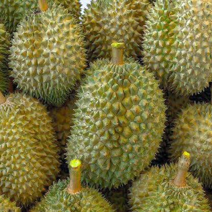 . ทุเรียนทุเรียนทุเรียน 𓈒 🌳 ᱸ

   𓈒 ทุเรียนทุเรียน / สแนปแบลงค์ ╸วอนโยะ ⊹ สุนสี่ 🐛  ܼ  แลกฟอล ✿ ตามทัก 🍏 ทุเรียนทุเรียนทุเรียน  ֯  、

   * ทุเรียนทุเรียนทุเรียน # ยพท. ลฟตท 🥬 .  𐬹