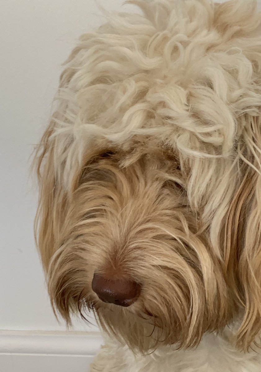 LCarsonEdu's tweet photo. Join us today for #standrewsreading club. Tweet what youβre reading to @StAndrews_Lib or join us on MS Teams from 12.30pm. I will be doing todayβs #readingtask and reading to Zuzu. https://t.co/vXLrg3aix6