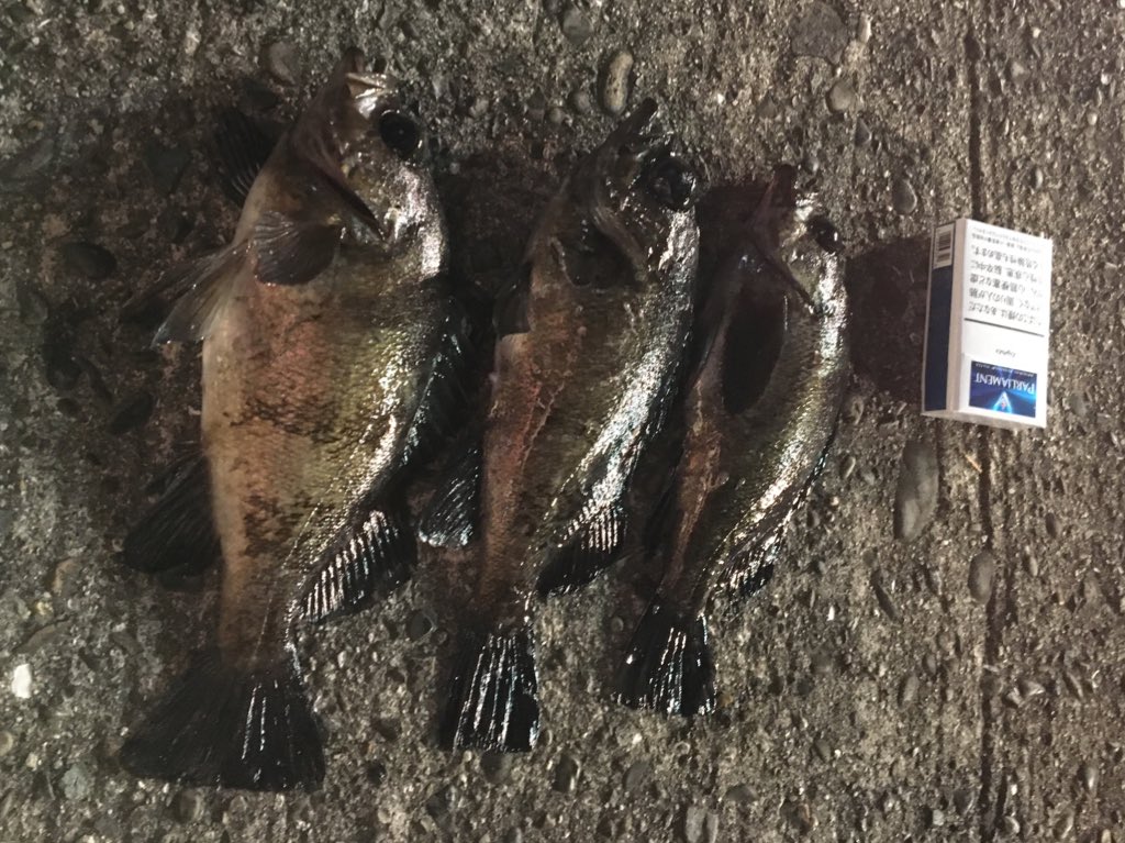 __kousin's tweet photo. ゴールデンウィークに淡路でええサイズのメバル釣れたの気持ち良かったな🤥延竿で27センチは上がらんな https://t.co/ZjmVA6xfVv