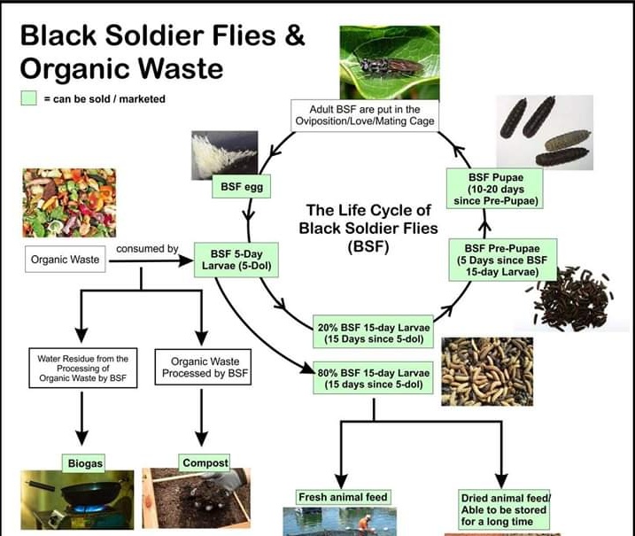MaggotZim's tweet photo. The future is the fly and the future is now.
Recycling organic waste with BSF larva reduces amount of green house gases emitted into the environment by decomposing organic waste https://t.co/3JdpprvLqm