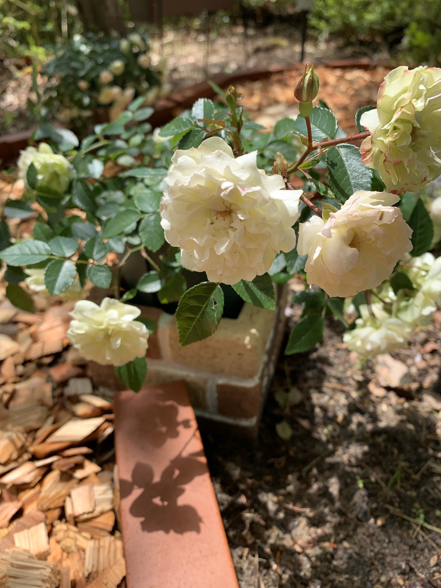 Yukifon No Twitter グランドカバーローズの グリーンアイスと つるバラのピエールドゥロンサール 庭づくりはじめて 最初に 植えたかった薔薇 庭づくり 薔薇のある暮らし 薔薇 ピエールドゥロンサール グリーンアイス グランドカバーローズ 庭づくりはじめ Yukifon No Twitter グランドカバーローズの グリーンアイスと つるバラのピエールドゥロンサール 庭づくりはじめて 最初に 植えたかった薔薇 庭づくり 薔薇のある暮らし 薔薇 ピエールドゥロンサール グリーンアイス グランドカバーローズ 庭づくりはじめ