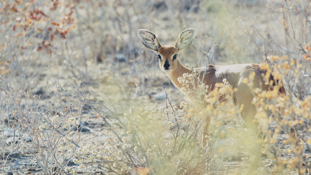 #AnimalOfTheWeek: Steenbok

Interesting Facts
1. A fully grown steenbok is only about 60cm at the shoulders. 
2. They are highly territorial and can have territories as small as 900 square metres, which is only 30m x 30m. 

#Wildlife #WildlifeFacts #Steenbok 
#ExploreDiscover
