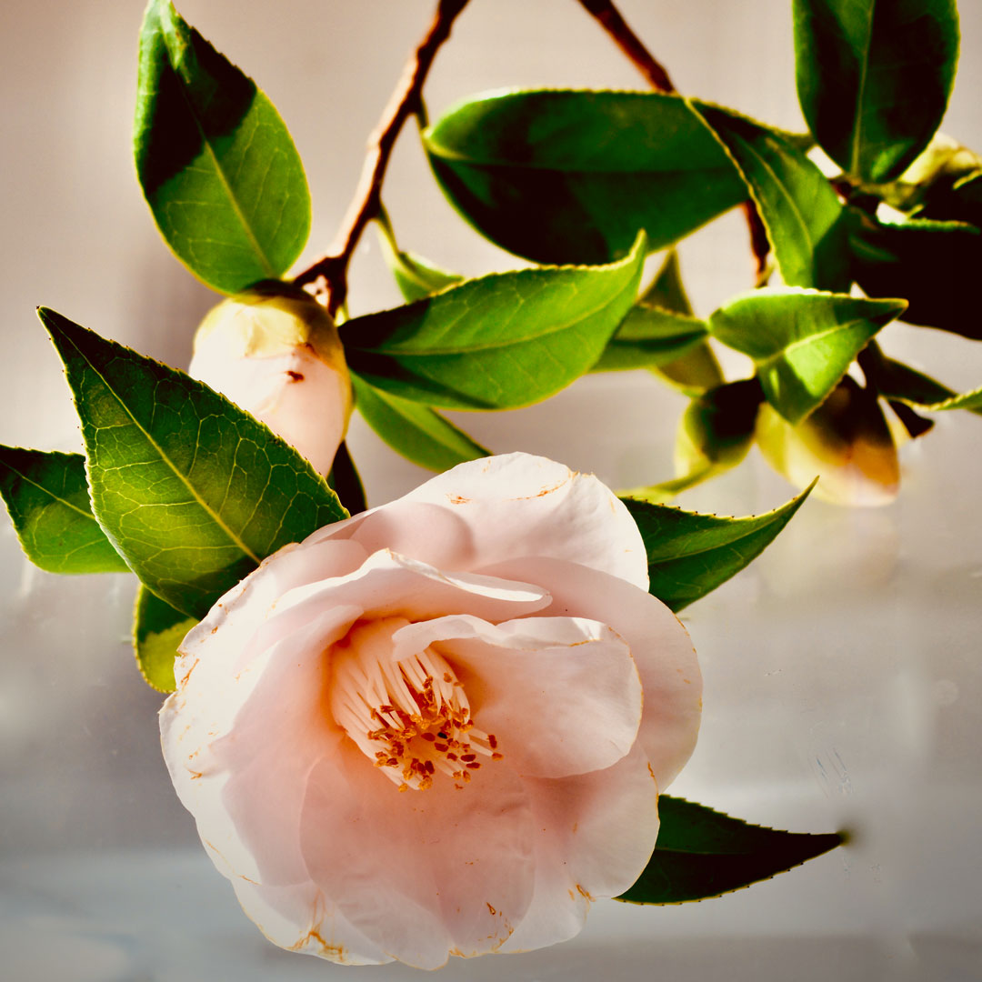 classes_art's tweet photo. Photo of the day
#photooftheday #photo #instagram #pretty #pink #floral #flower https://t.co/2C3CLMm04K