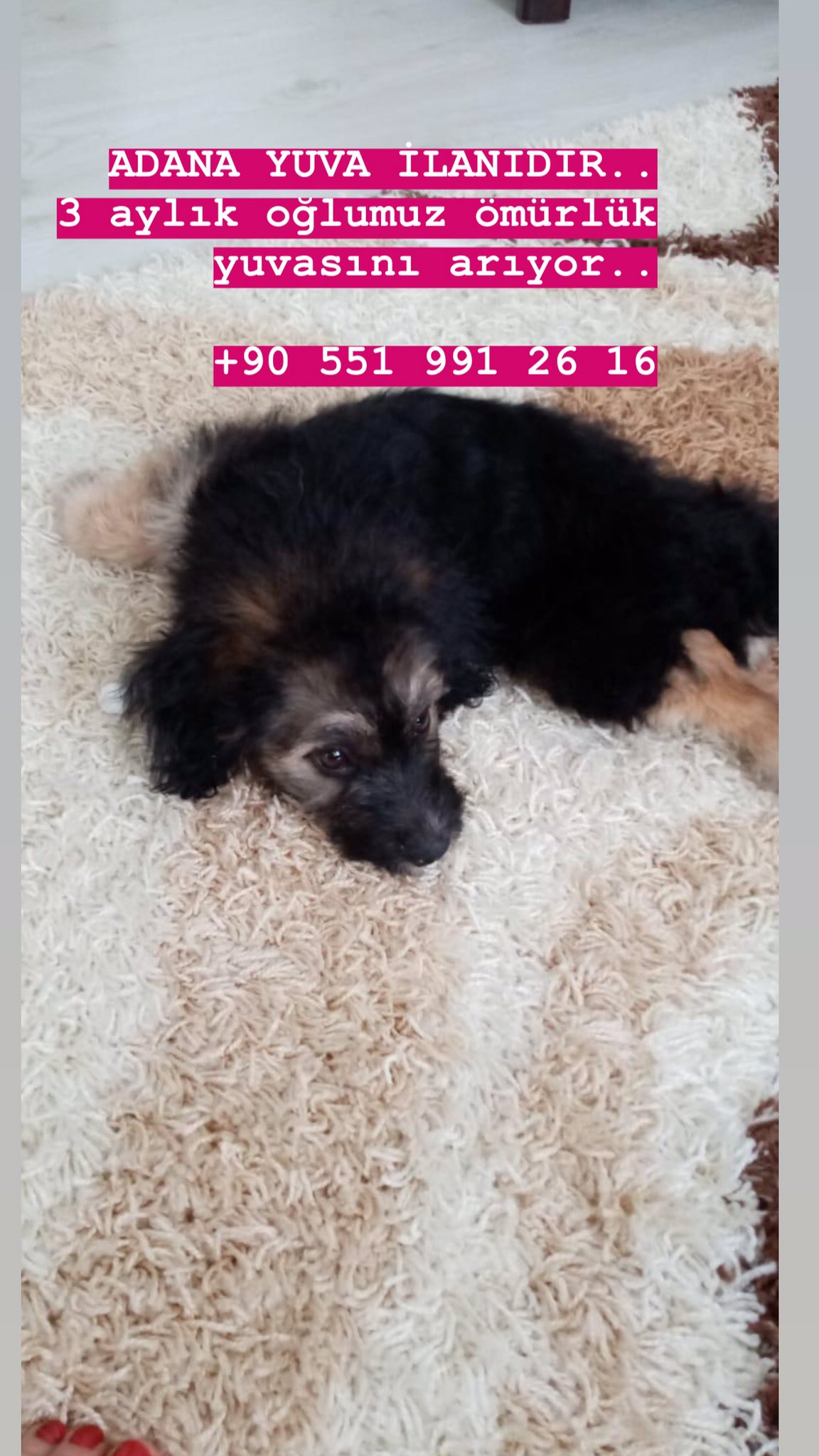 Adana Hayvan Sahiplendirme Onurcomertpay Twitter