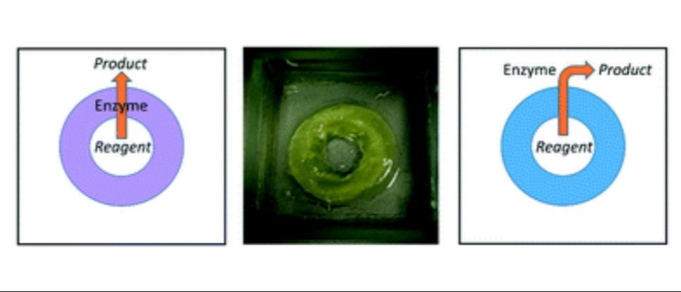 Our latest paper, written before lockdown, explores the use of shaped self-assembled rings of gel, combined with enzymes, as innovative 'gel reactors' for reaction engineering.
<a href="/Dr_PhillC/">Phillip Chivers</a> <a href="/ChemistryatYork/">Chemistry at York</a> <a href="/RSC_ReactionEng/">Reaction Chemistry & Engineering</a> #OpenAccess

pubs.rsc.org/en/content/art…