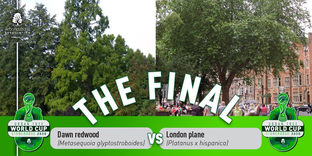 ArbAssociation's tweet photo. 🏆This is the big one... The #UrbanTreeWorldCup FINAL! DAWN REDWOOD v LONDON PLANE - which will win the title of best urban tree? Are you #TeamRedwood or #TeamPlane? Anything could happen in this fixture, so strap yourself in and get ready for a bumpy ride. #Stonehouse2020 https://t.co/AuOARuHKTZ
