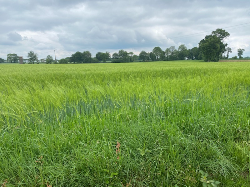 🤫🤫 Silence ! ça pousse  😉