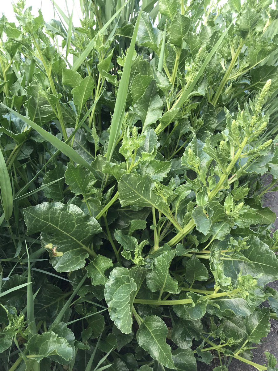 AlexRob56727718's tweet photo. @johnmushroom what is this likely goosefoot? It looks just like chard but is growing on the sea wall. https://t.co/yM8FO5ZEV5