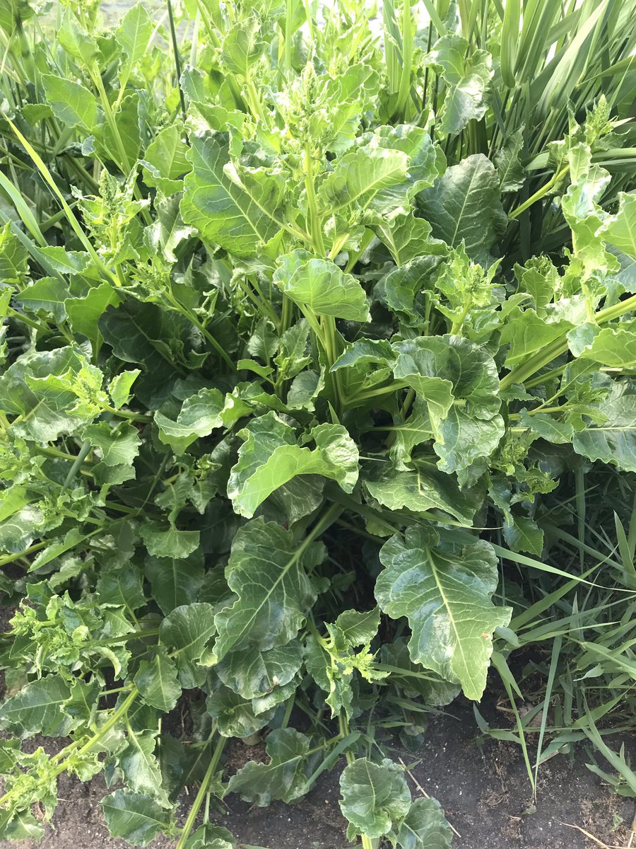 AlexRob56727718's tweet photo. @johnmushroom what is this likely goosefoot? It looks just like chard but is growing on the sea wall. https://t.co/yM8FO5ZEV5