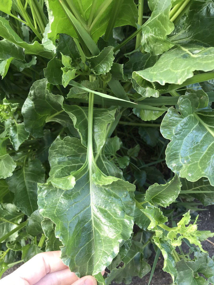 AlexRob56727718's tweet photo. @johnmushroom what is this likely goosefoot? It looks just like chard but is growing on the sea wall. https://t.co/yM8FO5ZEV5