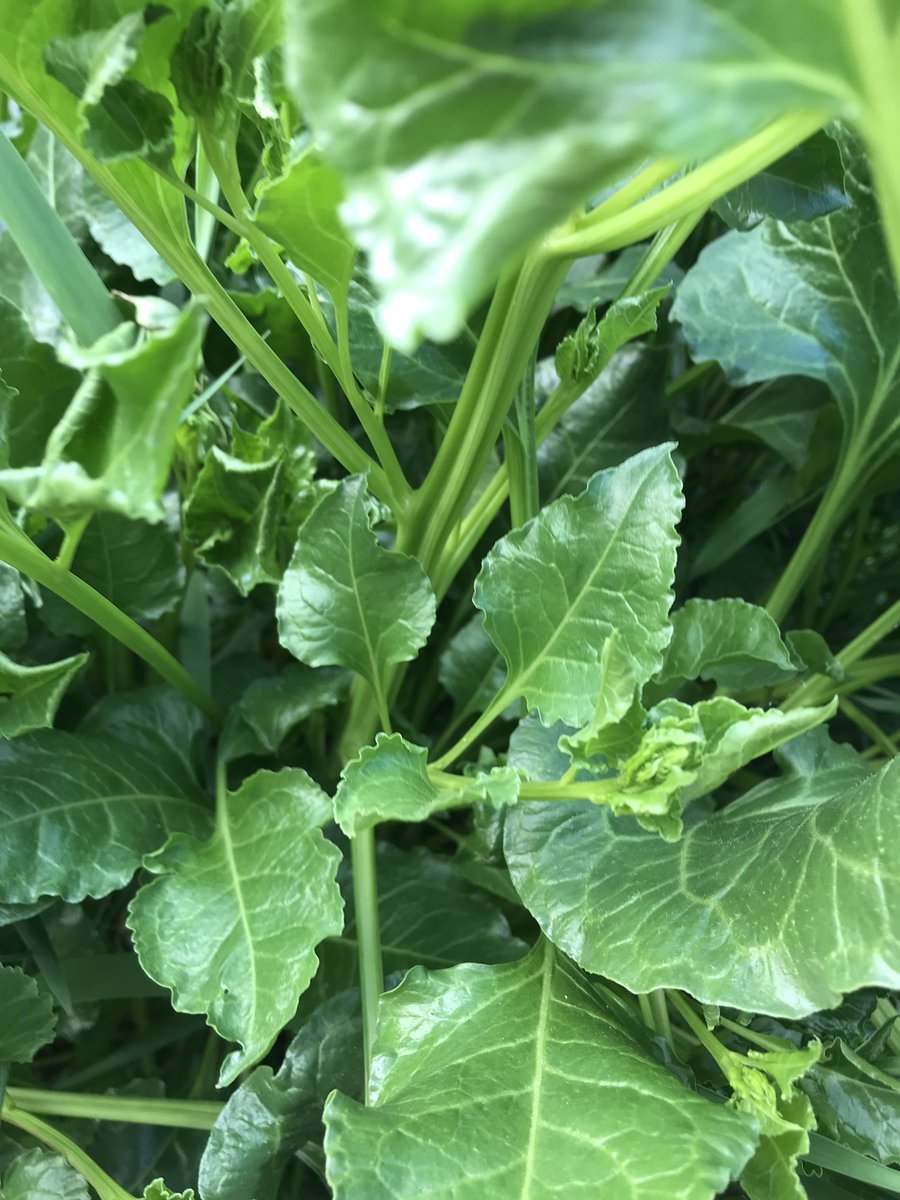 AlexRob56727718's tweet photo. @johnmushroom what is this likely goosefoot? It looks just like chard but is growing on the sea wall. https://t.co/yM8FO5ZEV5