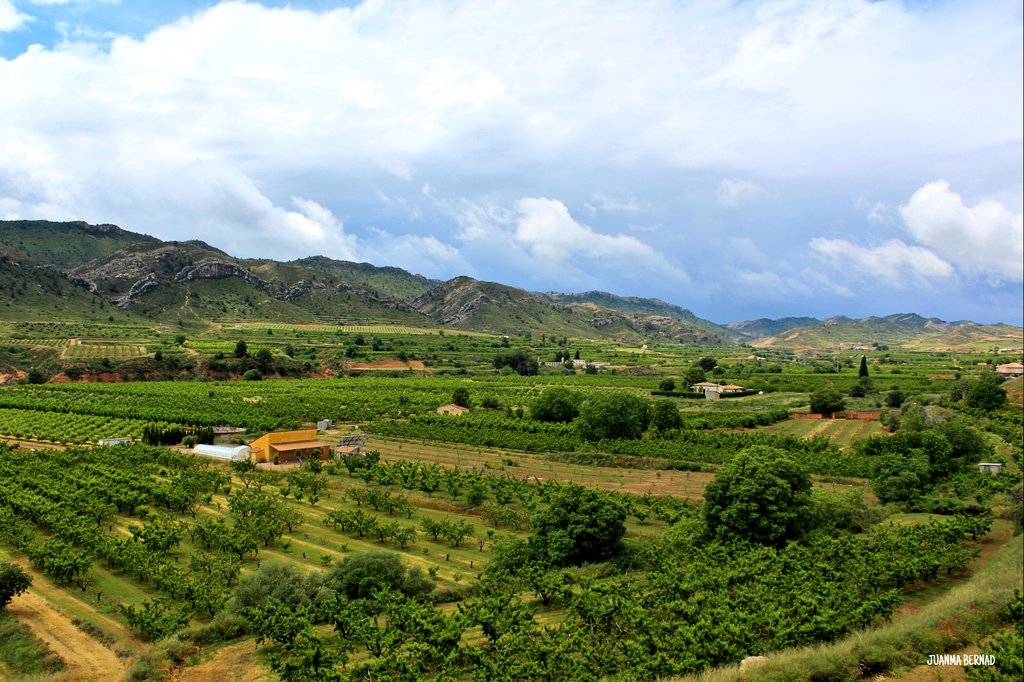 Jumaberrix's tweet photo. Excepcional aspecto de parte de la huerta calandina, rebosante de vida e impregnada de una preciosa policromía. El campo bajoaragonés de enhorabuena. https://t.co/cD7gHMqdkl