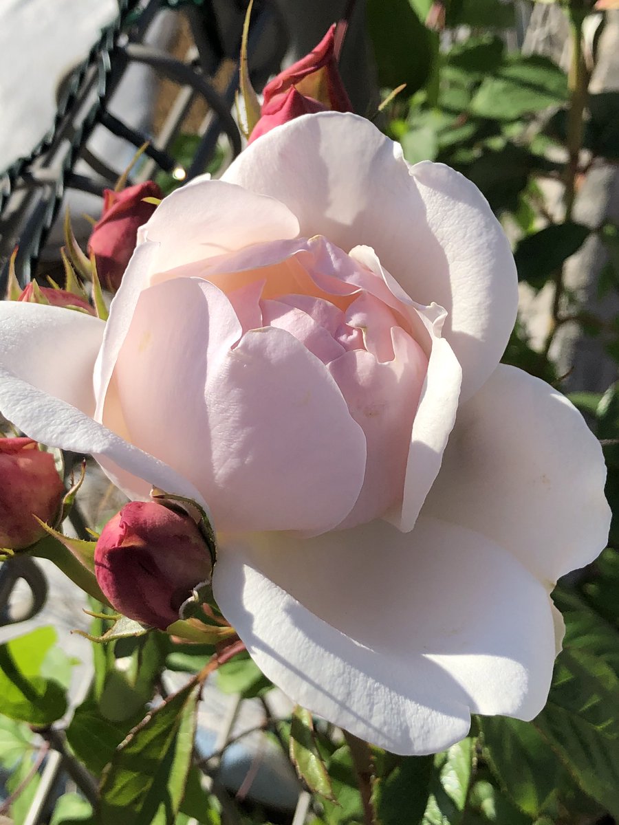 いとこ 今日咲いたバラ マダムフィガロ ブランピエール ジャスミーナ ピエール 麗しい