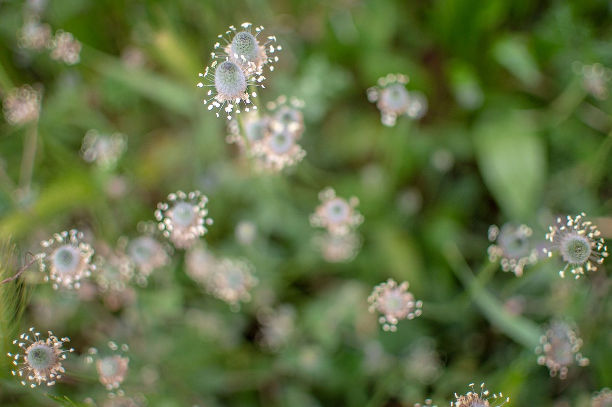 SokvistWeb's tweet photo. << INSPIRACIONS >> No me n'adonava però el plantatge sempre centellejava. "Plantago lanceolata". He descobert quina planta era quan n'he vist una que tenia les flors seques i m'ha recordat al plangatge marí que hi ha a prop de les platges dels aiguamolls. https://t.co/nWopfUdB41