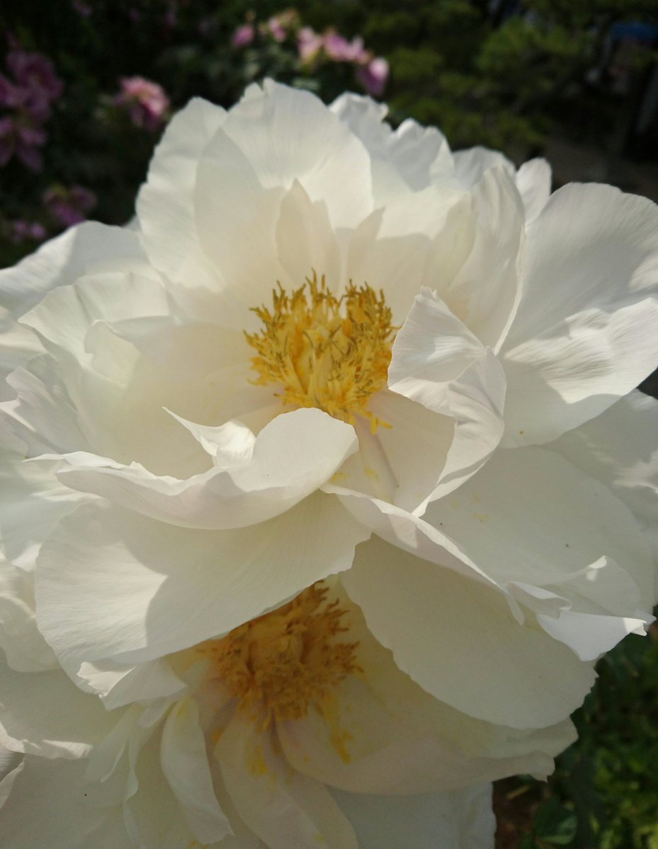 Coccoさん 牡丹の花の時期もそろそろ終わり 実家の庭で一番最後に咲く白牡丹が咲いていました 西陽に照らされ風に揺れると白いドレスを着て踊る貴婦人のよう また来年 実家のミニ牡丹園 笑 楽しみに 空ネット