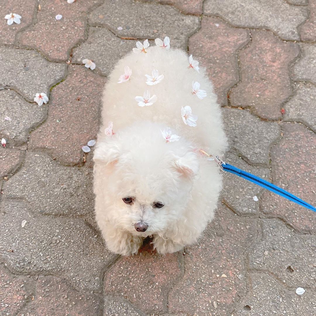 9GAG's tweet photo. Sakura on cutie fluff🌸

📸 dooboomaman | IG https://t.co/1L2NWPDRz3