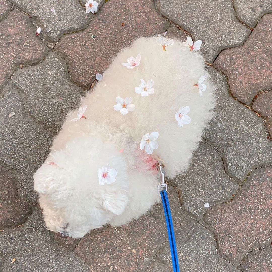 9GAG's tweet photo. Sakura on cutie fluff🌸

📸 dooboomaman | IG https://t.co/1L2NWPDRz3