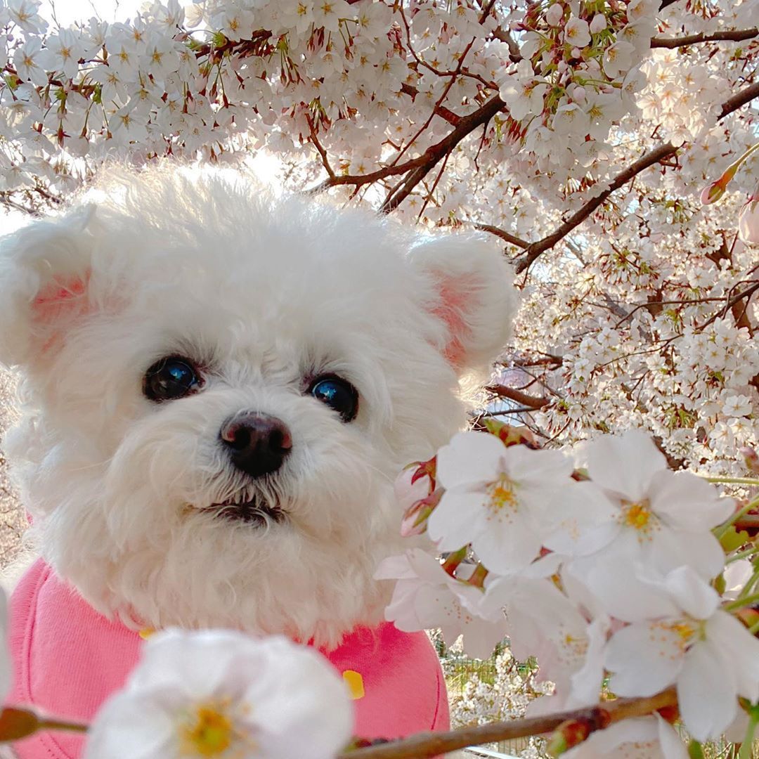 9GAG's tweet photo. Sakura on cutie fluff🌸

📸 dooboomaman | IG https://t.co/1L2NWPDRz3