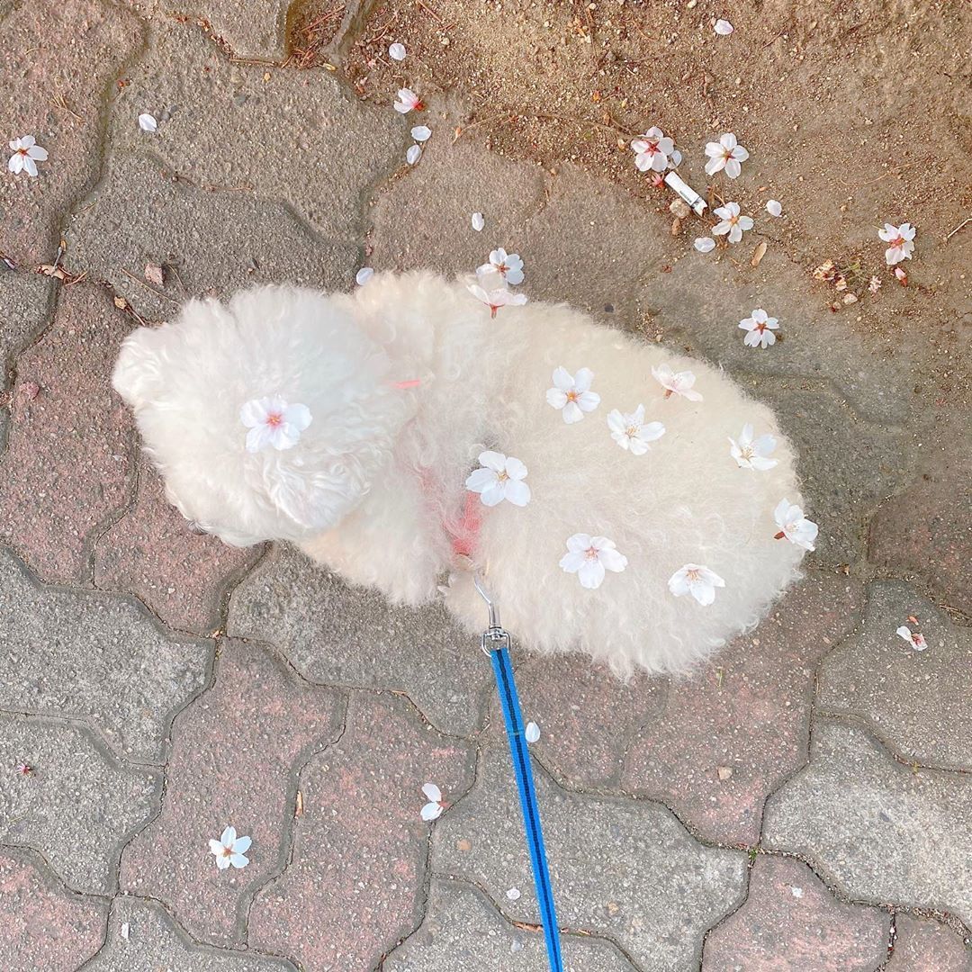 9GAG's tweet photo. Sakura on cutie fluff🌸

📸 dooboomaman | IG https://t.co/1L2NWPDRz3