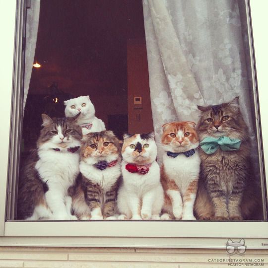 Hypothèse-muse tweet media