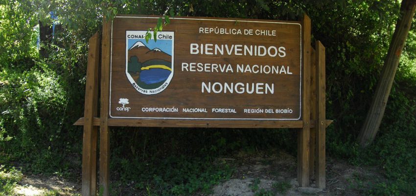 Por unanimidad el Consejo de Ministros para la Sustentabilidad acordó la recategorización de la Reserva Nacional Nonguén -de la región del Bío Bío- a Parque Nacional😍

ecotripschile.com/la-reserva-non…
#reservanonguen
#ecotripschile