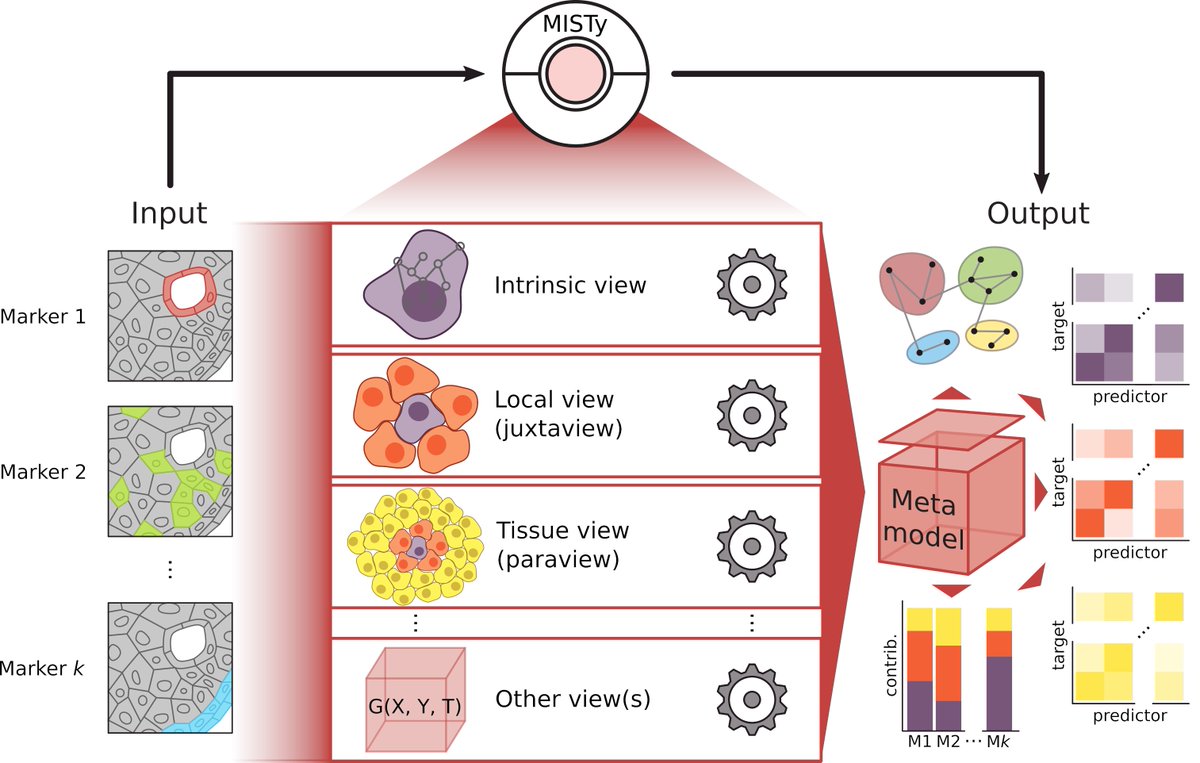 saezlab's tweet photo. Do you have #spatial data that needs to be analyzed efficiently? Do you want to discover and dissect #intercellular relationships? To help you with such analyses, -  Jovan Tanevski et al. present MISTy [https://t.co/0pHh465nQN] 1/5 https://t.co/1jESJcI1HP