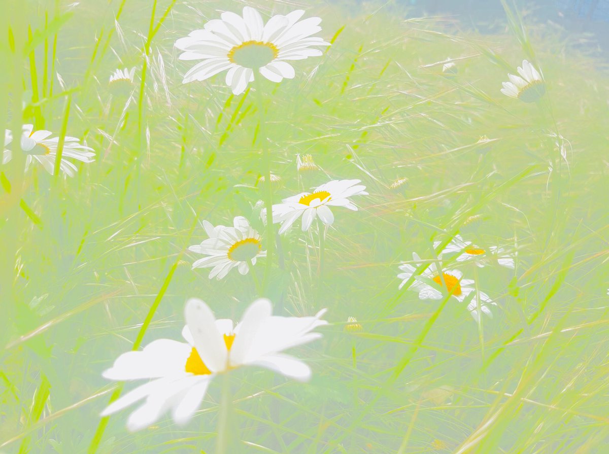 judiththomas4's tweet photo. Lovely ox eye daisies, popped up in verges near us, not saying where as don’t want @cardiffcouncil to cut them down 😉they’re no danger to drivers and great for wildlife, please don’t spray and #saynotomow @LGSpace @wildcardiffhour @BeMoreSquirrel https://t.co/ZID5Kmw0MY