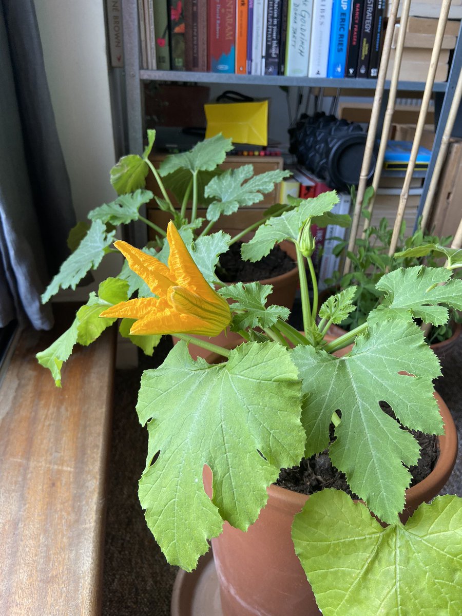 Courgettes Outside