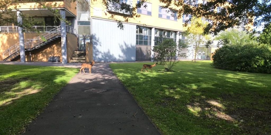 UniOfSurrey's tweet photo. While campus is very quiet during lockdown, our security team spotted two stags exploring the site this morning! 🦌 https://t.co/yjvnrc4VJK