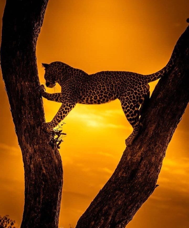 nature_exp's tweet image. May your Monday be as beautiful as this picture 😍
#natureexpeditions #naturenbeyond #gokenya #travelwithapurpose #savenowtravellater #MondayMotivation