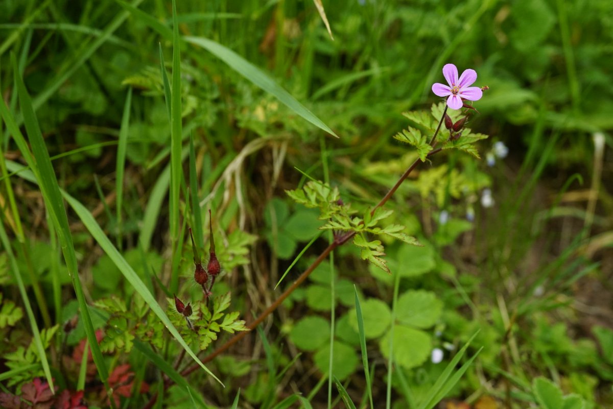 Family 11 is the Cranesbill family (Geraniaceae)There are >800 species in the family, and most have dissected, smelly leaves.Herb Robert (Geranium robertianum) and a cultivated Geranium