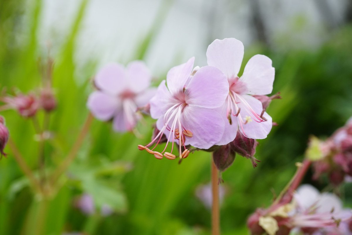 Family 11 is the Cranesbill family (Geraniaceae)There are >800 species in the family, and most have dissected, smelly leaves.Herb Robert (Geranium robertianum) and a cultivated Geranium