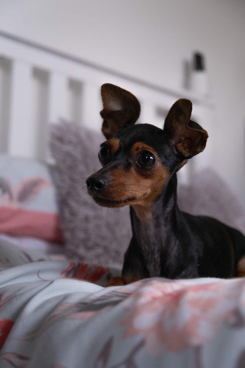 justzim1's tweet photo. Please spread the word. Lola is missing after being scared and chased repeatedly by a teenager on a bicycle this morning whilst on her morning walk with my daughter in Cross Heath. Please help https://t.co/3lprR212xa