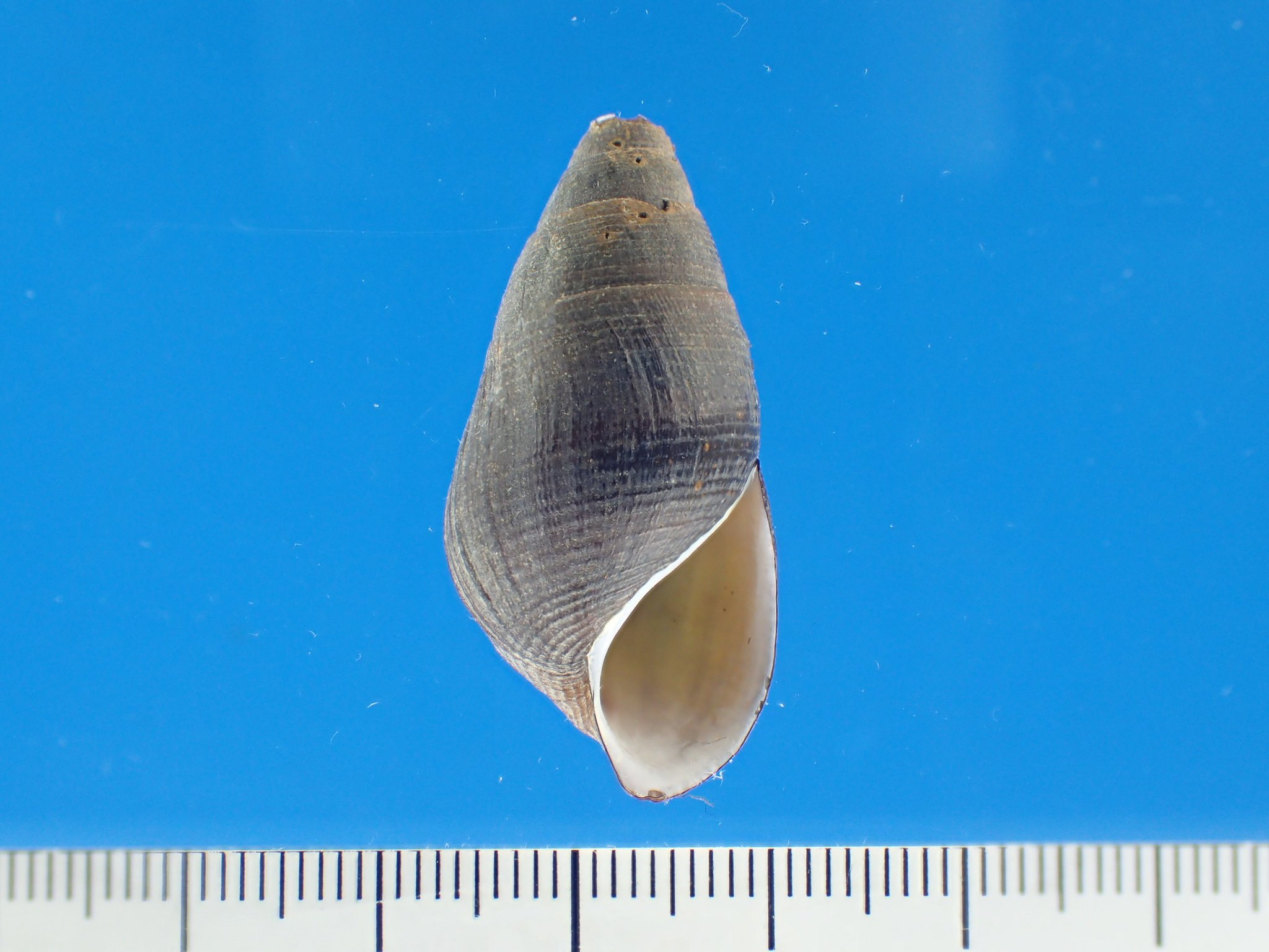 O Xrhsths 聖 Sto Twitter いきなりの底生動物写真 カワニナ属 Semisulcospira Sp 縦方向に走る彫刻がないため カワニナと同定しがちですが 現在は縦肋の有無でカワニナとチリメンカワニナを 同定することは不可能です 琵琶湖水系ではないため 琵琶湖 淀川水系 O Xrhsths 聖 Sto Twitter いきなりの底生動物写真 カワニナ属 Semisulcospira Sp 縦方向に走る彫刻がないため カワニナと同定しがちですが 現在は縦肋の有無でカワニナとチリメンカワニナを 同定することは不可能です 琵琶湖水系ではないため 琵琶湖 淀川水系